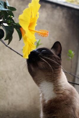 feline kidney disease