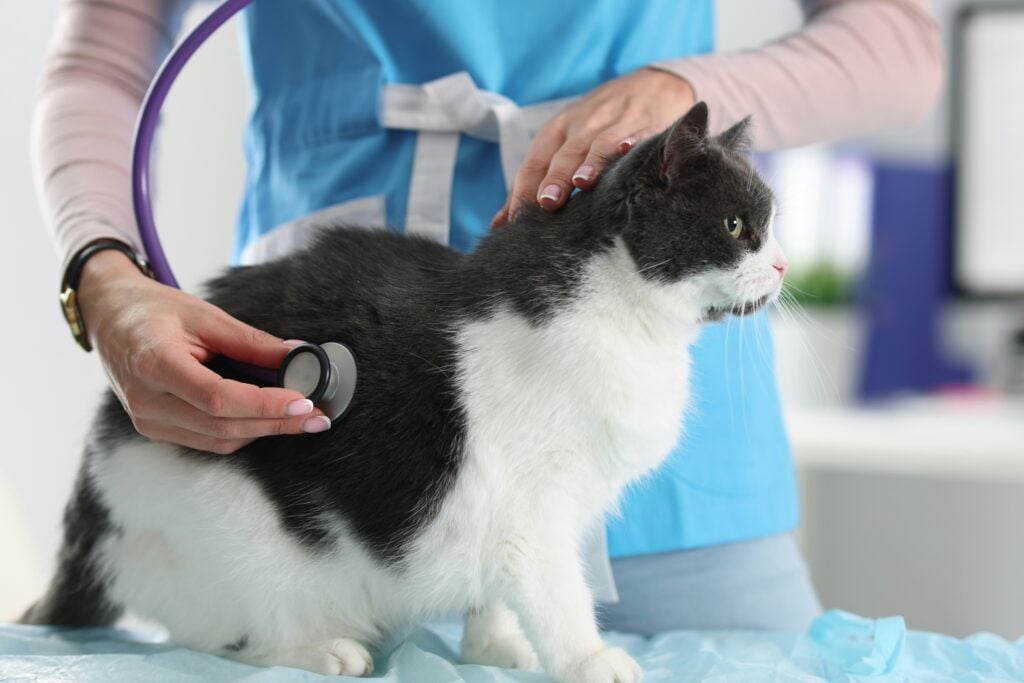feline kidney disease