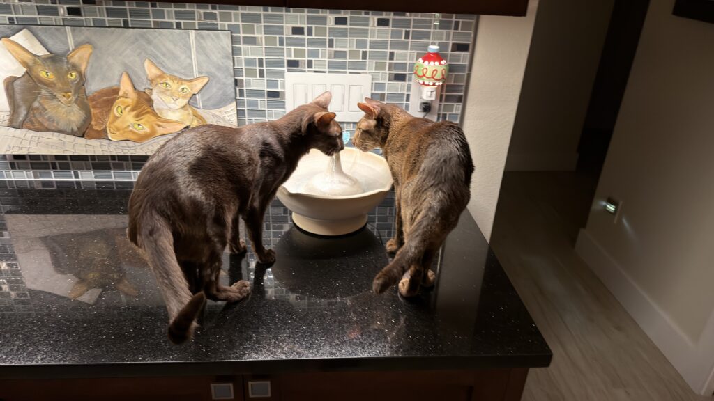 alan sherman Tyke and Koki Cat Fountain Customer Reviews