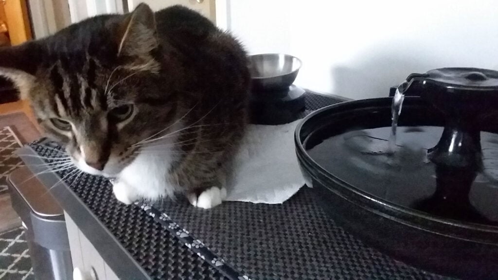20240331 172119 Cat Fountain Customer Reviews