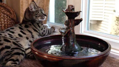 CandycePoss Siraj1 1 Why a Cat Water Fountain Should Be as Beautiful as Your Home