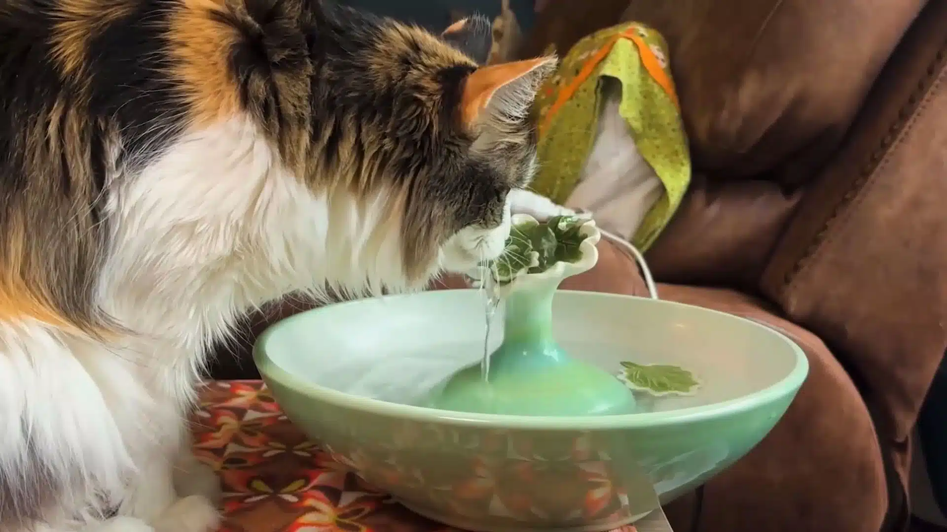 beautiful cat water fountain