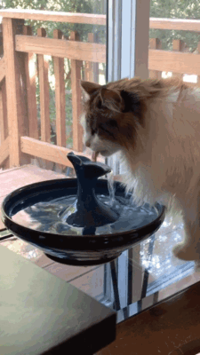 Snapshot 21 The Silent Risk: Why Most Cats Don’t Drink Enough Water