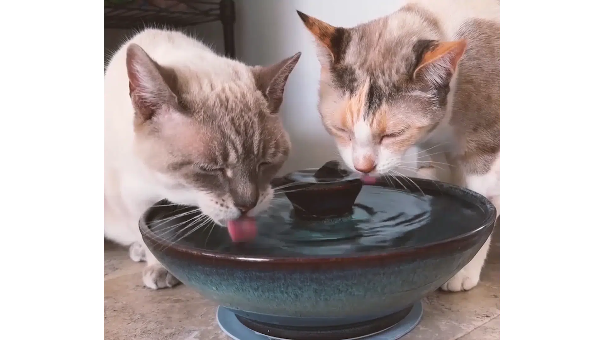 cats drinking from thirstycat fountain
