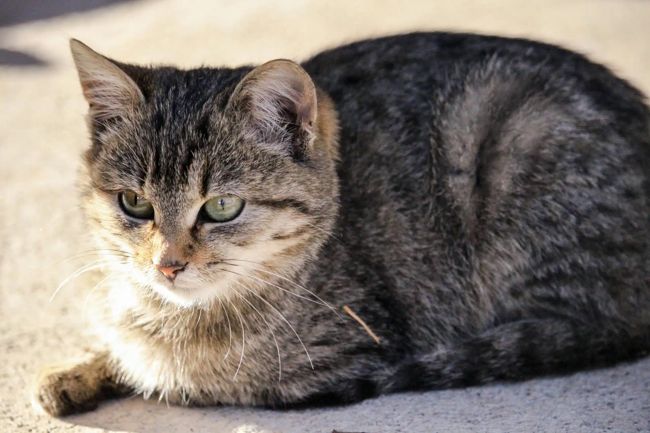 quiet cat communication