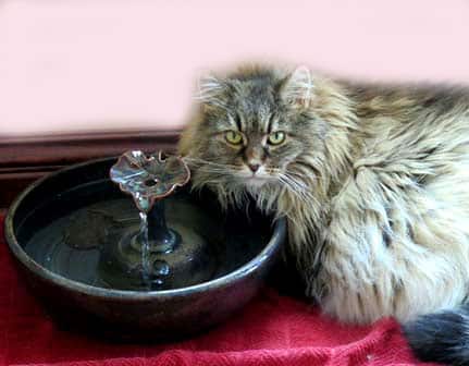cats dont drink enough