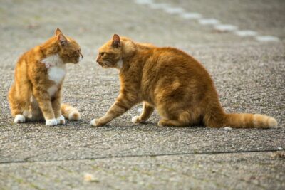 dirk van wolferen s9y02rjqckI unsplash Cat Body Language