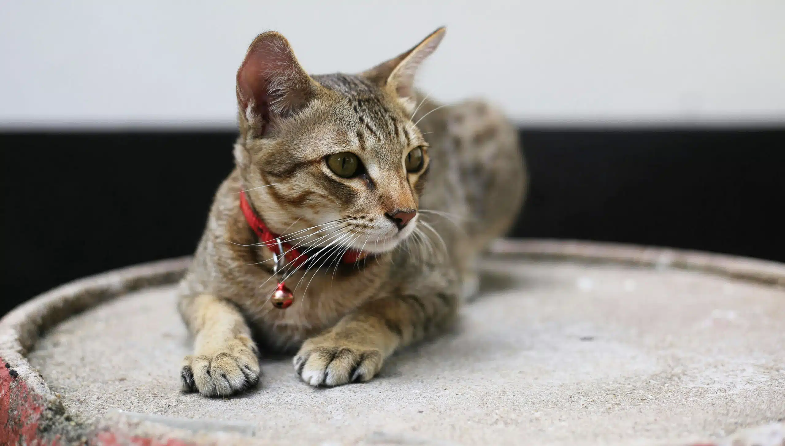 why do cats curl up in a ball