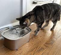 modern Why a Cat Water Fountain Should Be as Beautiful as Your Home