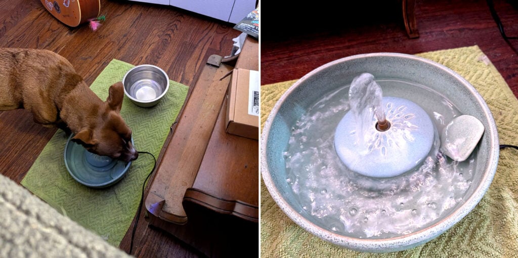 best cat fountain