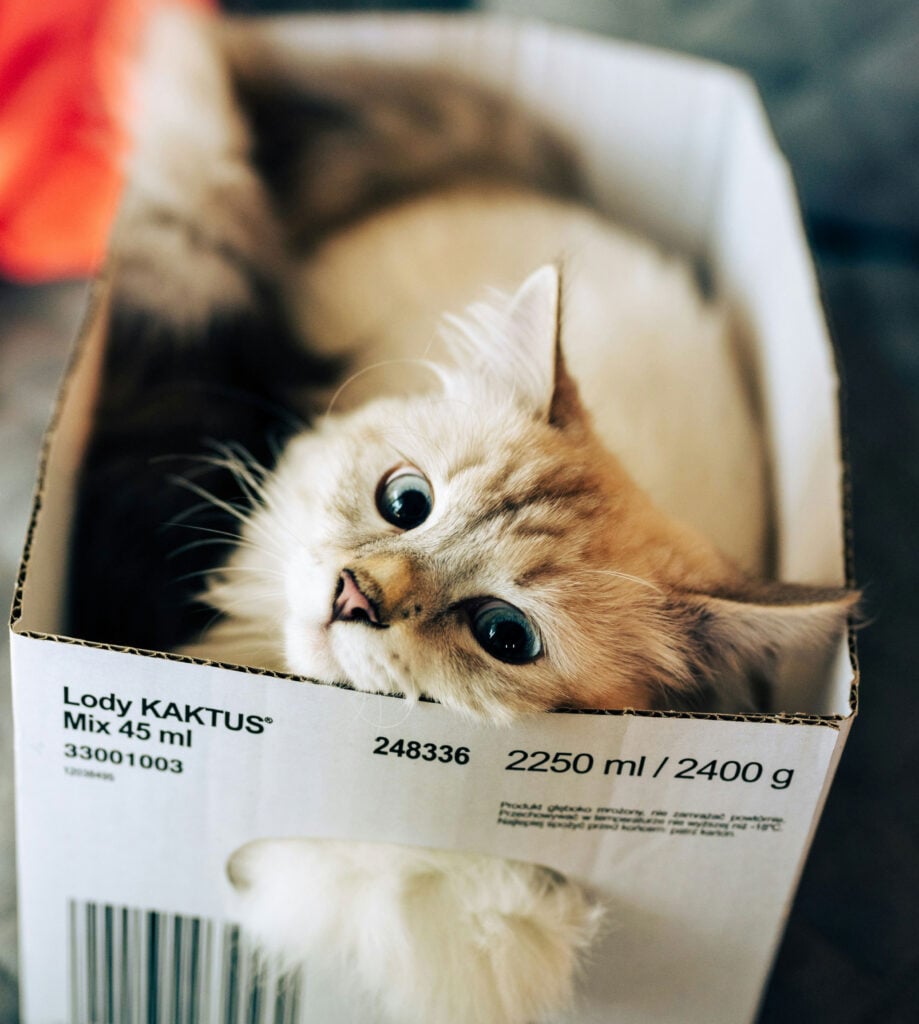 cats in boxes