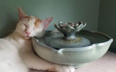water is enrichment for cats