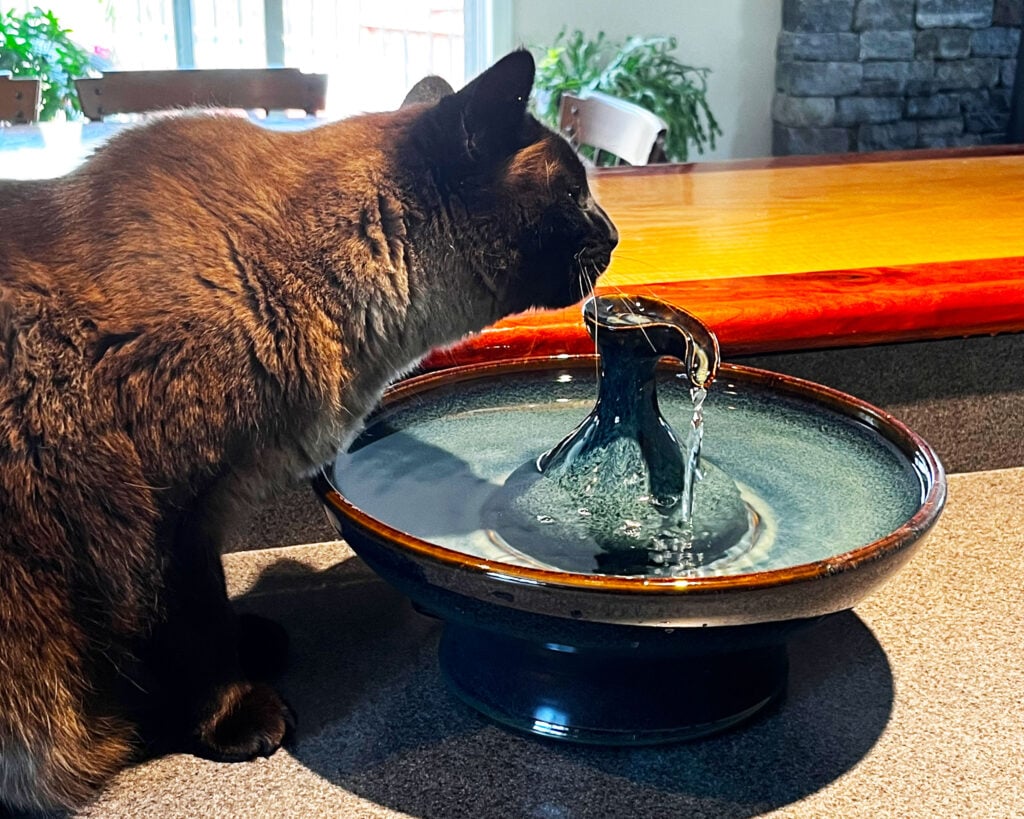 beautiful cat fountain