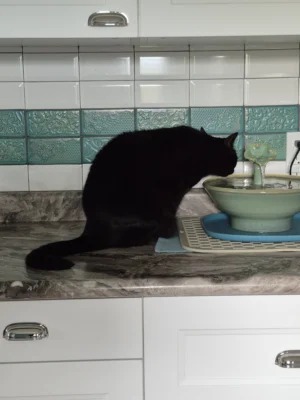 brenda Cat Fountain Customer Reviews