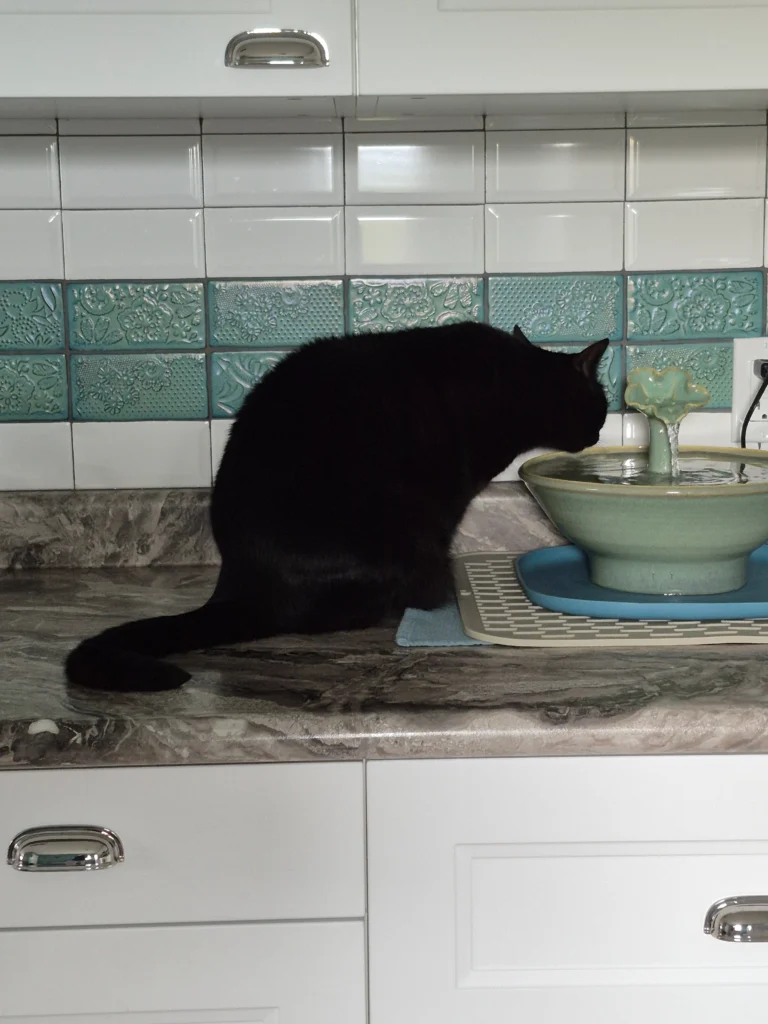 brenda Cat Fountain Customer Reviews