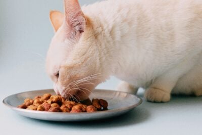 evelyn verdin jGOL5Ta10Z4 unsplash How Cats Choose Their Favorite Person