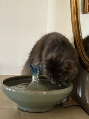 intilli Cat Fountain Customer Reviews