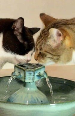 2CatsDrinking-1200-720 copy