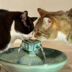 easy to clean cat water fountain