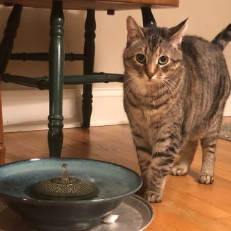 does cat need a fountain
