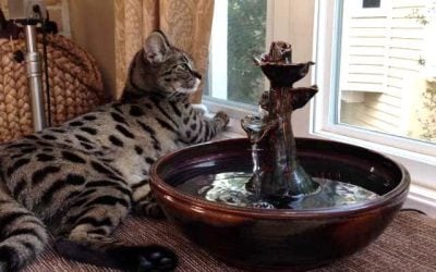 CandycePoss-Siraj(1) CandycePoss-Siraj(1)