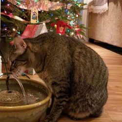 easy to clean cat water fountain