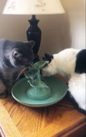 handmade ceramic cat fountain