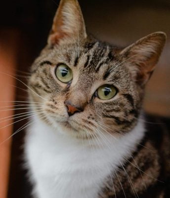 cats communicate silently