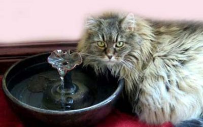 cat resting on fountain edge