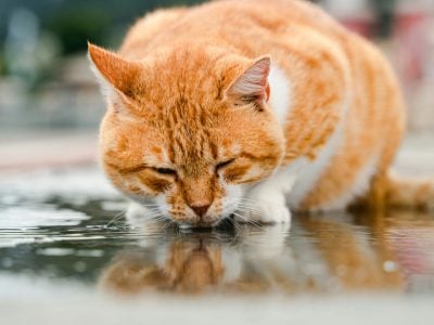 croutchingdriningcat feline kidney disease