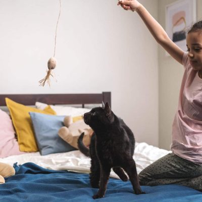 interactive cat toy