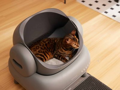 litter box helps prevent feline kidney disease