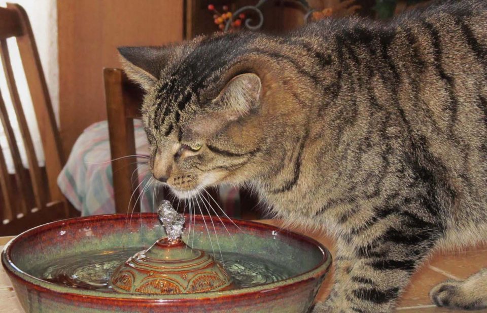 Cat Hydration